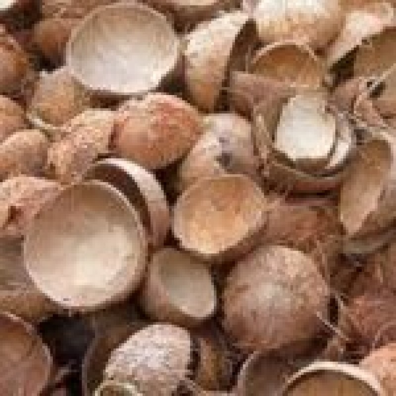 Coconut Shells from India